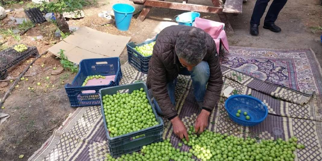 3 ay boyunca hasat edilecek: İlk ürünler 5.000 TL’den satışta 5